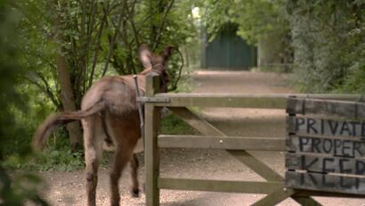 Sarah Dobai, "The Donkey Field", 2020 (film still)